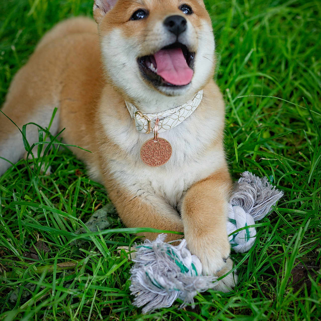 See participe au concours pour gagner de l'argent avec cette photo : animal, canine, collar, cute, dog, fur, grass, happy, nature, outdoor, paw, pet, playful, puppy, rope_toy, shiba_inu, smile, tongue, toy, young