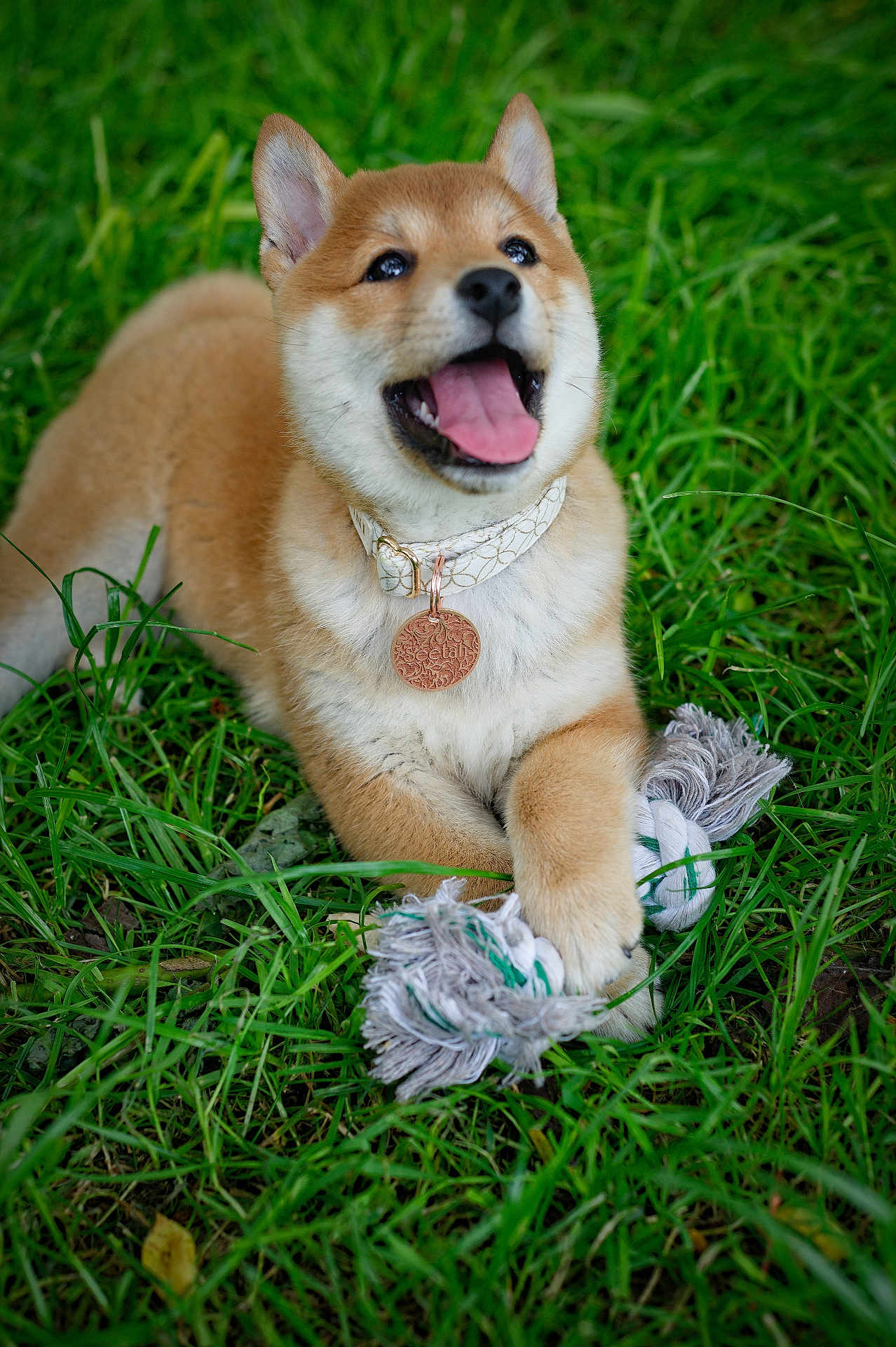 See participe au concours pour gagner de l'argent avec cette photo : dog, puppy, shiba_inu, grass, toy, rope_toy, outdoor, pet, animal, happy, playful, collar, cute, fur, canine, nature, paw, tongue, smile, young