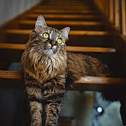 Zezette participe au concours pour gagner de l'argent avec cette photo : cat, fluffy, green_eyes, stairs, wooden, pet, animal, indoor, curious, feline, portrait, soft_light, long_hair, whiskers, domestic_cat, relaxed, brown, tabby, cute, looking_up