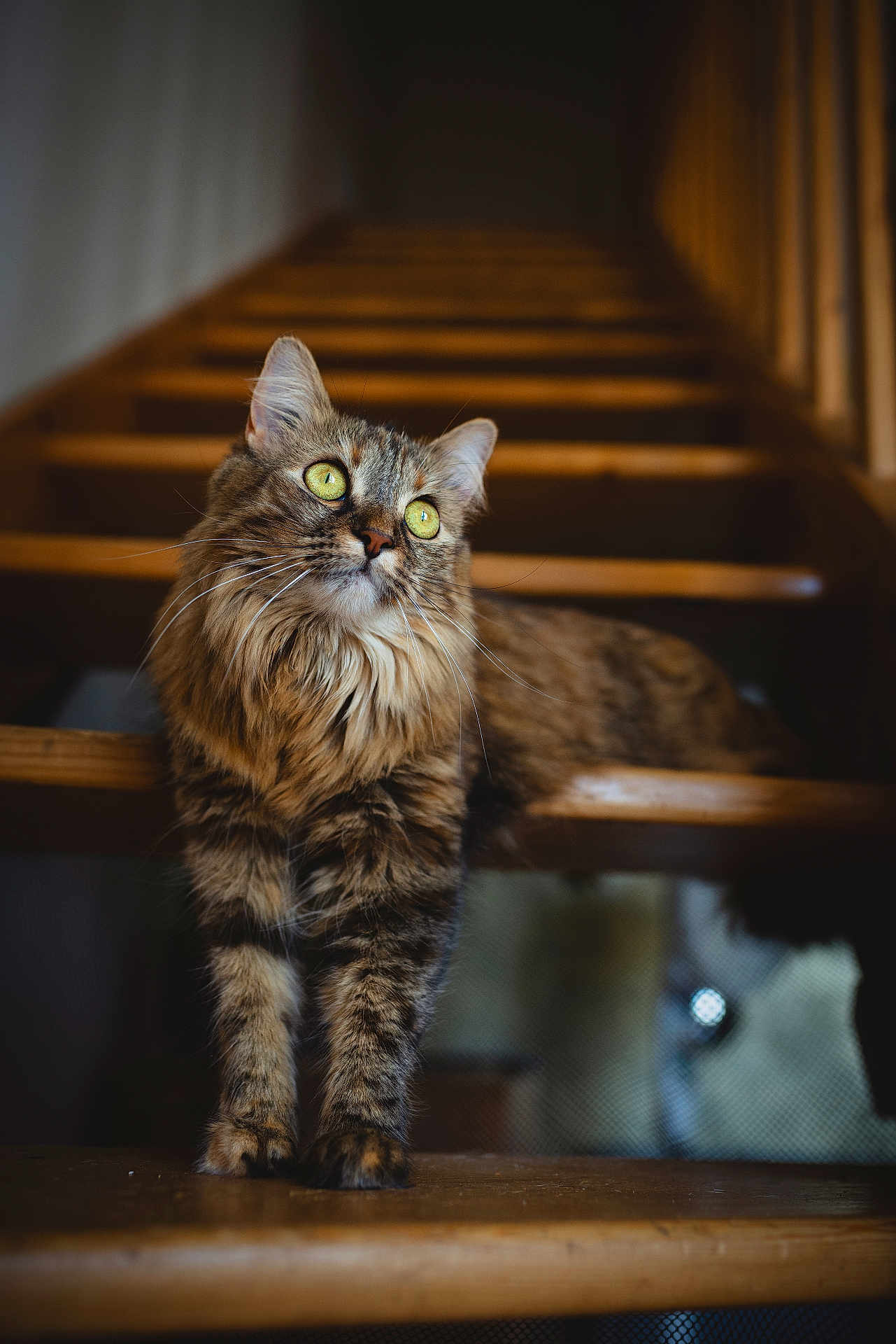 Zezette participe au concours pour gagner de l'argent avec cette photo : cat, fluffy, green_eyes, stairs, wooden, pet, animal, indoor, curious, feline, portrait, soft_light, long_hair, whiskers, domestic_cat, relaxed, brown, tabby, cute, looking_up
