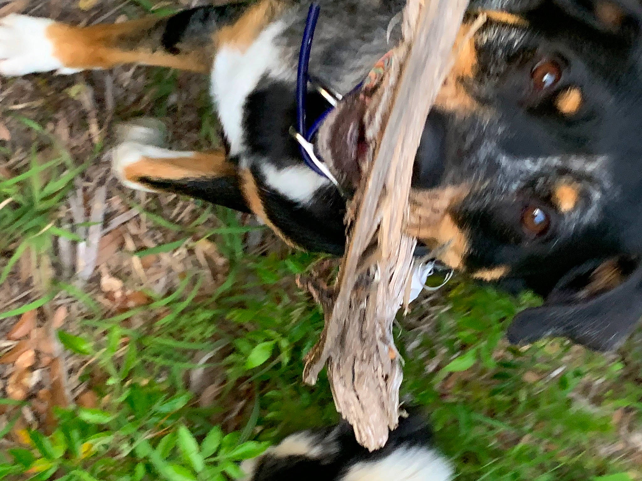 Eclipse joined the competition — help win amazing prizes! canidae, carnivore, collar, companion_dog, dog, dog_breed, fawn, fur, grass, guard_dog, herding_dog, plant, snout, sporting_group, tail, terrestrial_animal, tree, whiskers, wood, working_animal