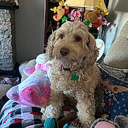 Molly joined the competition — help win amazing prizes! dog, antlers, plush_toys, blanket, couch, lamp, flowers, decor, holiday, festive, indoor, pet, fur, collar, toy, pattern, cozy, home, cute, animal