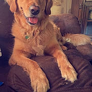 Freyja joined the competition — help win amazing prizes! dog, golden_retriever, pet, animal, couch, indoor, fur, tongue_out, portrait, happy, paw, canine, relaxed, brown, furniture, living_room, home, wallpaper, decor, smiling