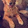dog, golden_retriever, pet, animal, couch, indoor, fur, tongue_out, portrait, happy, paw, canine, relaxed, brown, furniture, living_room, home, wallpaper, decor, smiling