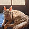 Lemmy Love is registered to the contest to win money with this photo: cat, orange_cat, fluffy, tongue_out, window, blue_blanket, indoor, pet, animal, feline, cute, playful, resting, fur, ears, whiskers, tail, mouth_open, relaxed, domestic_cat