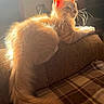 cat, orange_cat, fluffy_fur, sunlight, couch, blanket, plaid, indoors, pet, feline, relaxed, cozy, whiskers, tail, ears, home, warm_light, resting, animal, domestic