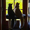 Lemmy Love is registered to the contest to win money with this photo: cat, cats, cat_tree, window, door, tail, feline, indoor, pets, silhouette, backlit, greenery, nature_view, fur, animal, domestic_animal, looking_out, resting, soft_light, pair