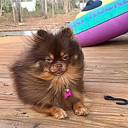 Nala joined the competition — help win amazing prizes! affenpinscher, animal, canine, cockerspaniel, dog, face, grass, head, indoors, interiordesign, papillon, person, pet, photography, plant, portrait, pottedplant, puppy, water, wood