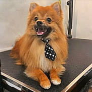 Ace is registered to the contest to win money with this photo: dog, pomeranian, pet, animal, fur, collar, tie, polka_dot, grooming_table, indoor, cute, happy, smiling, small_dog, orange_fur, fluffy, sitting, tongue_out, ears_up, friendly