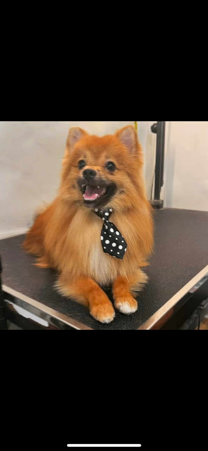 Ace is registered to the contest to win money with this photo: dog, pomeranian, pet, animal, fur, collar, tie, polka_dot, grooming_table, indoor, cute, happy, smiling, small_dog, orange_fur, fluffy, sitting, tongue_out, ears_up, friendly