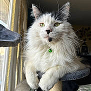Monica joined the competition — help win amazing prizes! cat, fluffy, white, black_markings, green_eyes, cat_tree, collar, bell, indoor, window, pet, feline, relaxed, portrait, animal, whiskers, paw, fur, domestic_cat, house