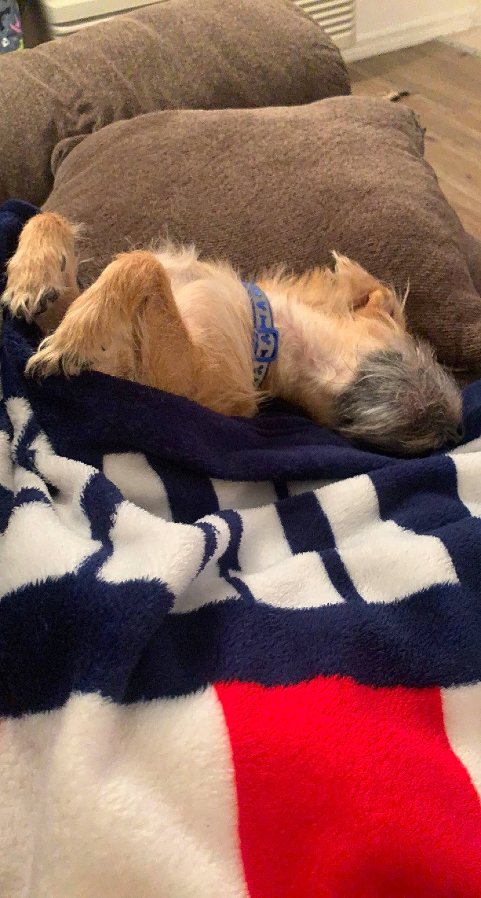 Nash is registered to the contest to win money with this photo: bedtime, canidae, carnivore, comfort, companion_dog, dog, dog_breed, dog_supply, electric_blue, fawn, fur, linens, liver, paw, pet_supply, snout, sporting_group, tail, terrestrial_animal, working_animal