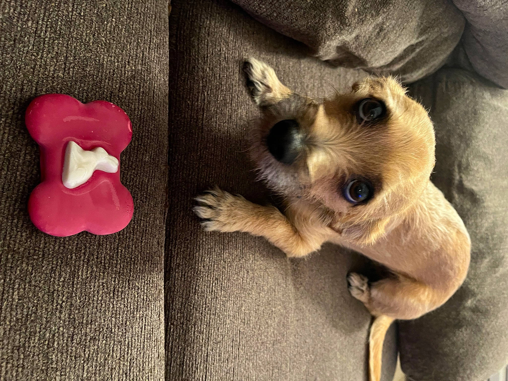 Nash is registered to the contest to win money with this photo: carmine, carnivore, comfort, companion_dog, dog_breed, fashion_accessory, fawn, felidae, fur, grey, hand, paw, petal, small_to_medium_sized_cats, snout, stuffed_toy, tail, toy_dog, whiskers, wood