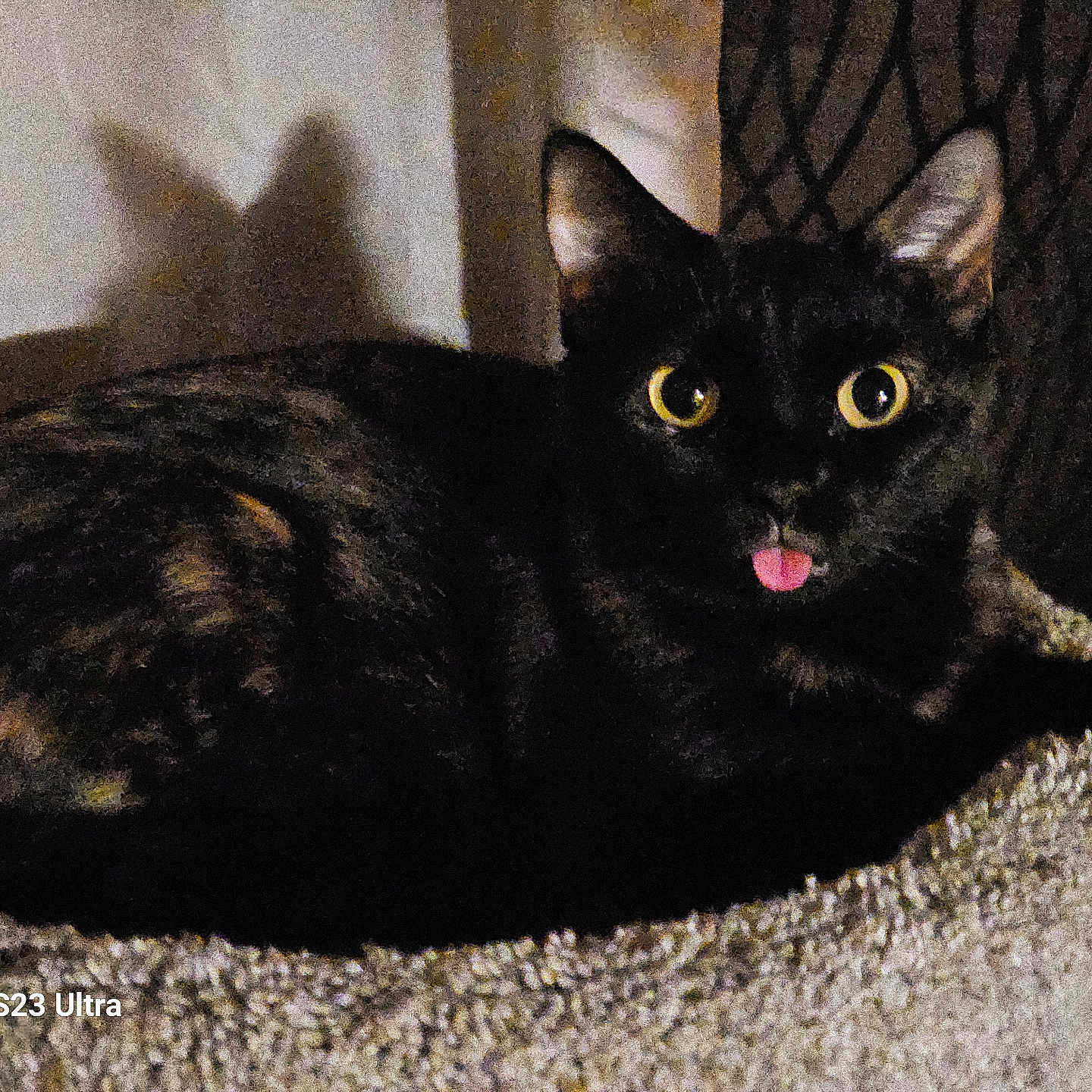 Tessa joined the competition — help win amazing prizes! cat, black_cat, pet, animal, indoor, yellow_eyes, tongue_out, cat_perch, shadow, feline, cute, cozy, resting, fur, ears, home, texture, night, dim_light, portrait