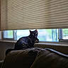 Tessa is registered to the contest to win money with this photo: cat, black_cat, window, blind, couch, indoor, pet, animal, resting, feline, curious, natural_light, home, relaxing, fur, domestic_animal, cozy, quiet, daylight, windowsill