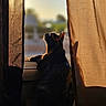 cat, silhouette, window, curtains, sunlight, golden_hour, shadow, indoor, pet, animal, cozy, warm_light, evening, quiet, reflection, looking_out, feline, domestic_cat, soft_light, peaceful