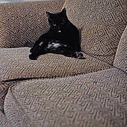 Tessa joined the competition — help win amazing prizes! black_cat, cat, tongue_out, couch, furniture, indoor, pet, animal, relaxed, patterned_couch, home, funny_cat, domestic_cat, sitting, cute, feline, cozy, resting, tongue, lazy_cat