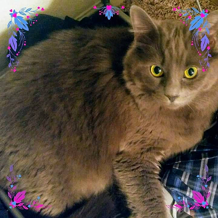 Stormy Aka Potato joined the competition — help win amazing prizes! asian, asian_semi_longhair, british_semi_longhair, british_shorthair, carnivore, cat, domestic_long_haired_cat, domestic_short_haired_cat, european_shorthair, fawn, felidae, fur, kitten, mammal, nebelung, plant, ragamuffin, small_to_medium_sized_cats, whiskers