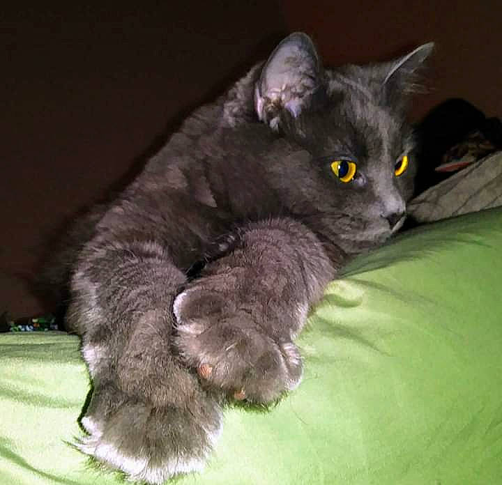 Stormy Aka Potato joined the competition — help win amazing prizes! asian, british_semi_longhair, carnivore, cat, chartreux, domestic_long_haired_cat, domestic_short_haired_cat, eye, felidae, fur, german_rex, kitten, korat, mammal, nebelung, russian_blue, small_to_medium_sized_cats, snout, vertebrate, whiskers