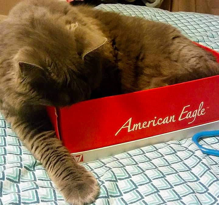 Stormy Aka Potato is registered to the contest to win money with this photo: british_shorthair, carnivore, cat, chartreux, comfort, felidae, fur, nap, nebelung, reading, sleep, small_to_medium_sized_cats, whiskers