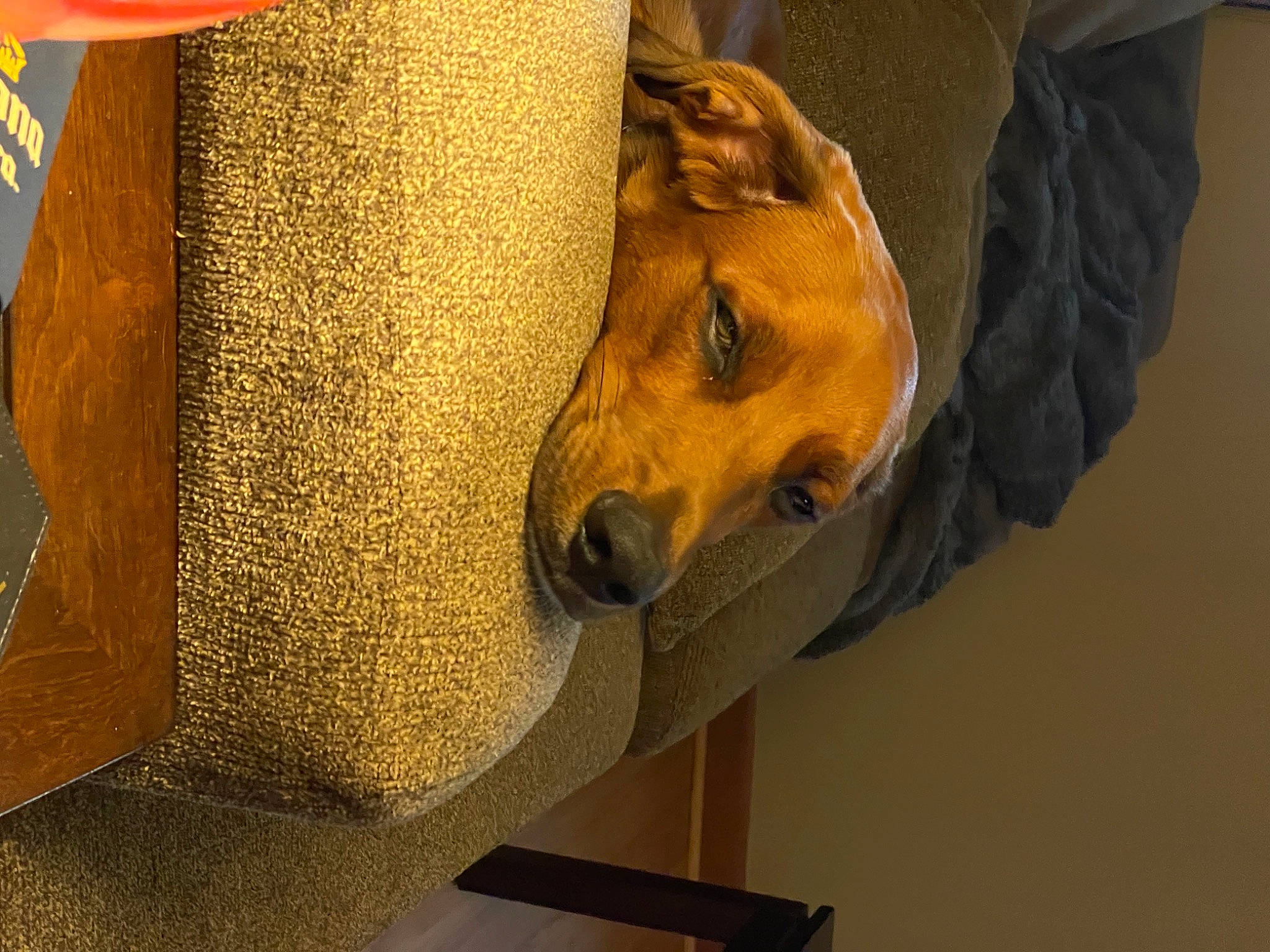 Gus joined the competition — help win amazing prizes! art, canidae, carnivore, comfort, companion_dog, dog, dog_breed, fawn, fur, guard_dog, metal, nap, non_sporting_group, sculpture, snout, sporting_group, whiskers, wood, working_animal