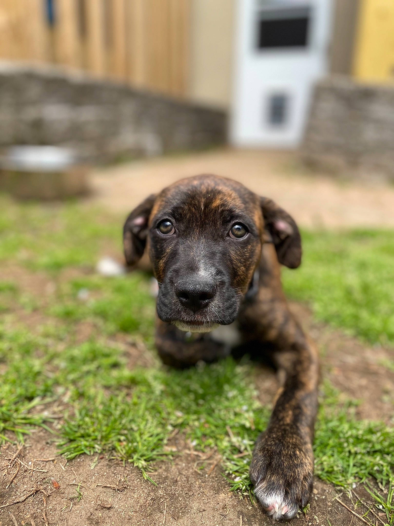 Ollie is registered to the contest to win money with this photo: canidae, carnivore, companion_dog, dog, dog_breed, door, fawn, fur, grass, groundcover, gun_dog, liver, plant, puppy, snout, soil, sporting_group, tail, terrestrial_animal, working_animal