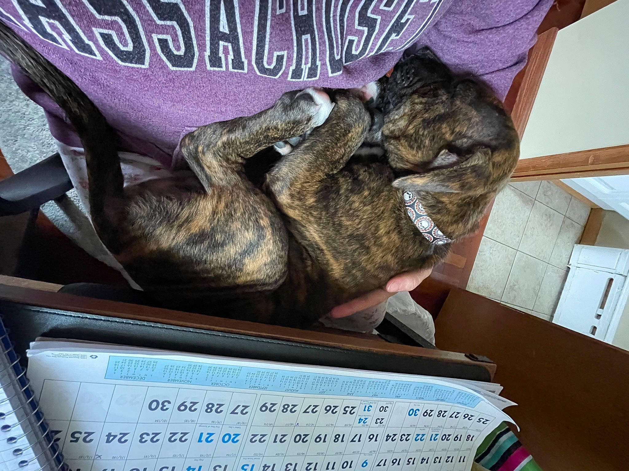 Ollie joined the competition — help win amazing prizes! canidae, fawn, felidae, font, fur, leg, metal, photo_caption, rabbits_and_hares, small_to_medium_sized_cats, snapshot, snout, tail, terrestrial_animal, whiskers, wildlife