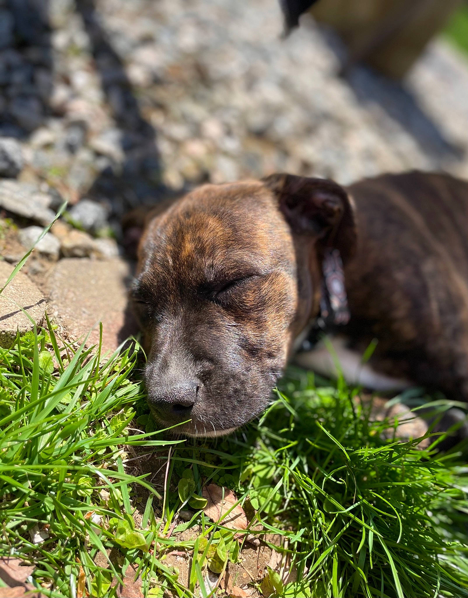 Ollie is registered to the contest to win money with this photo: canidae, carnivore, companion_dog, dog, dog_breed, fawn, grass, groundcover, plant, rock, sedge_family, soil, sporting_group, terrestrial_animal, whiskers, working_animal