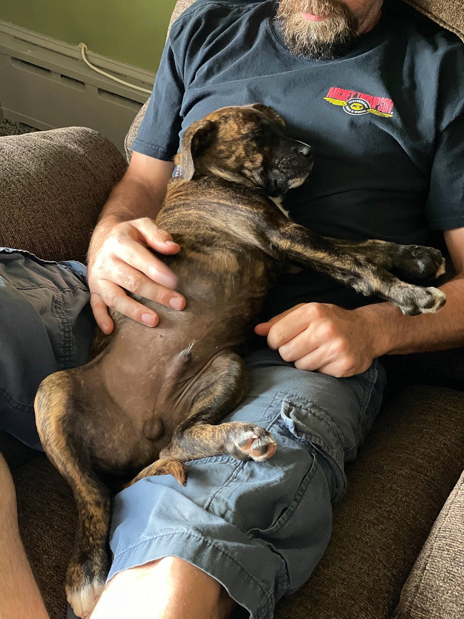 Ollie is registered to the contest to win money with this photo: canidae, carnivore, comfort, companion_dog, dog, dog_breed, elbow, fawn, fur, gesture, human_leg, knee, lap, pattern, sitting, sporting_group, thigh, veterinarian, wildlife_biologist, wrist