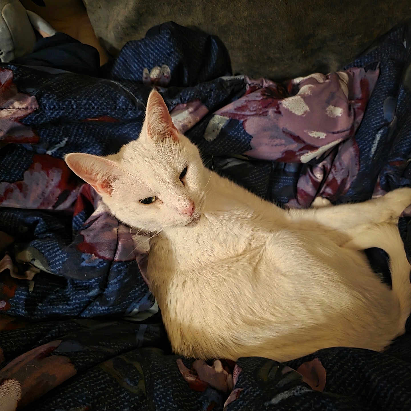 Max Thomas joined the competition — help win amazing prizes! bed, bedding, blanket, cat, close_up, couch, cozy, domestic_animal, ears, feline, fur, indoor, looking_up, lounging, pet, portrait, resting, sleepy, whiskers, white_cat