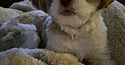 Cooper is registered to the contest to win money with this photo: animal, blanket, bulldog, canine, chair, cockerspaniel, couch, dog, eskimodog, furniture, hound, papillon, person, pet, poodle, puppy, sleeping, terrier, towel, whitedog