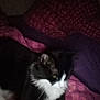 animal, bed, black_and_white, blanket, cat, cozy, cute, dim_light, domestic, feline, fur, indoor, mammal, pet, pink, purple, resting, sleepy, soft, whiskers