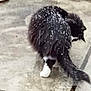 animal, black_and_white_cat, blurred, cat, cold, concrete, dust, feline, fur, nature, outdoor, paw, pet, side_view, snow, tail, walking, walking_away, whiskers, winter