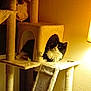 animal, black_and_white, carpeted, cat, cat_tree, cozy, cute, domestic_cat, feline, fur, furniture, home, indoor, lamp, mammal, pet, relaxing, resting, scratching_post, soft