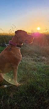 Princesse a rejoint le concours — aidez-le/la à gagner de superbes lots ! carnivore, cloud, collar, companion_dog, dog, dog_breed, dog_collar, fawn, grass, grassland, gun_dog, landscape, light, liver, pet_supply, plant, sky, sunlight, tail, working_animal