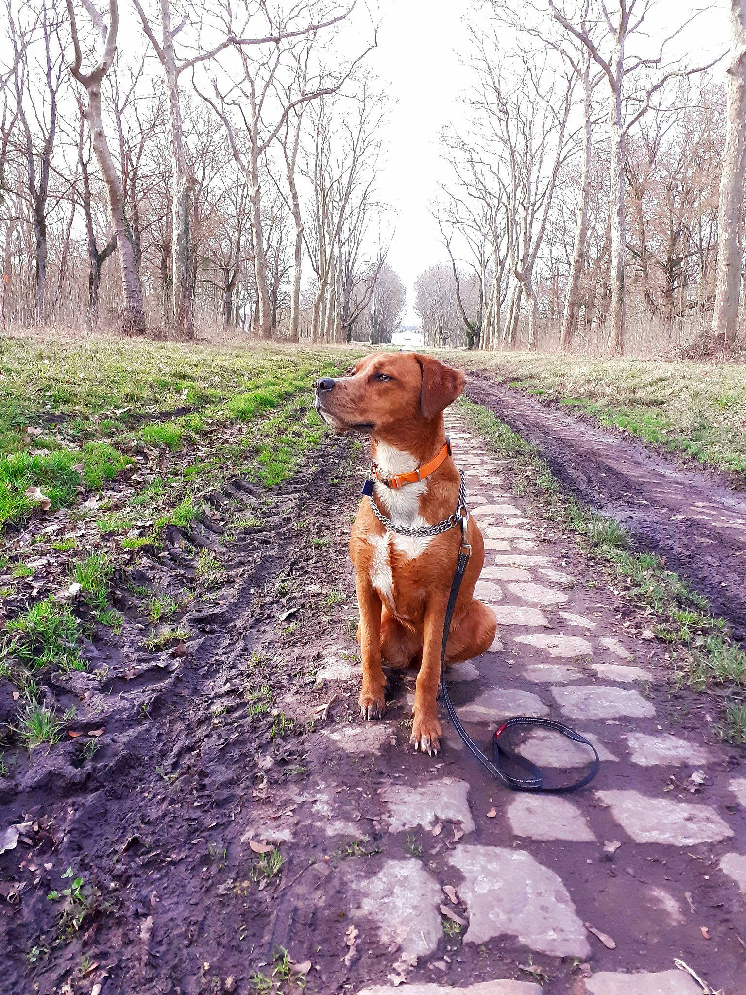 Princesse a rejoint le concours — aidez-le/la à gagner de superbes lots ! carnivore, companion_dog, dog, dog_breed, fawn, forest, grass, landscape, liver, plant, sky, snout, soil, sporting_group, tail, trail, tree, walking, wood, working_animal