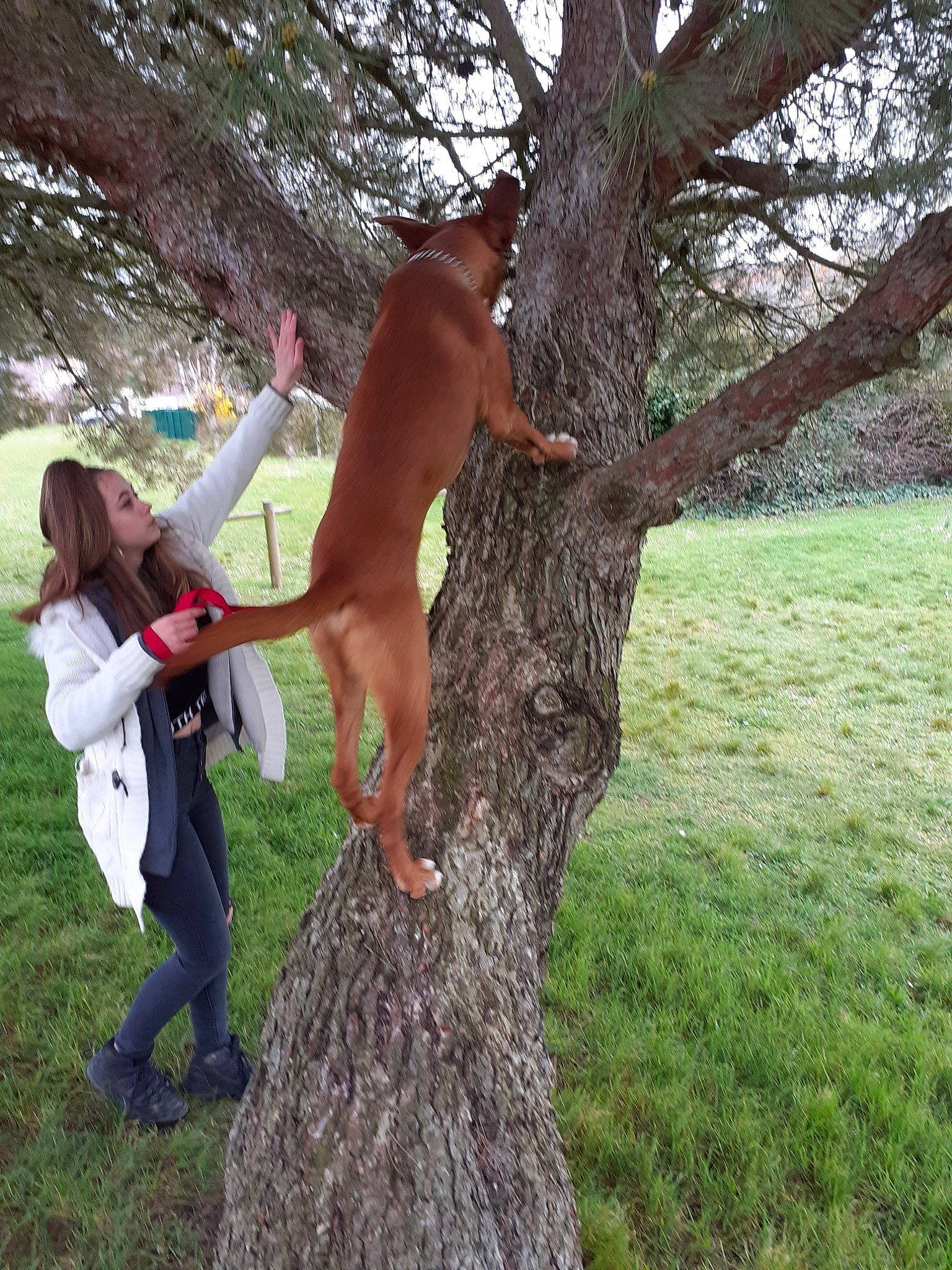 Princesse participe au concours pour gagner de l'argent avec cette photo : abdomen, barechested, branch, fawn, fun, grass, happy, knee, leisure, people_in_nature, plant, recreation, shorts, tail, thigh, tree, trunk, wood, woodland