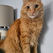 Tygra joined the competition — help win amazing prizes! cat, orange_tabby, fluffy_fur, sitting, indoor, lamp, furniture, curious, whiskers, pet, animal, portrait, closeup, domestic_cat, feline, cute, soft_light, mammal, looking, household