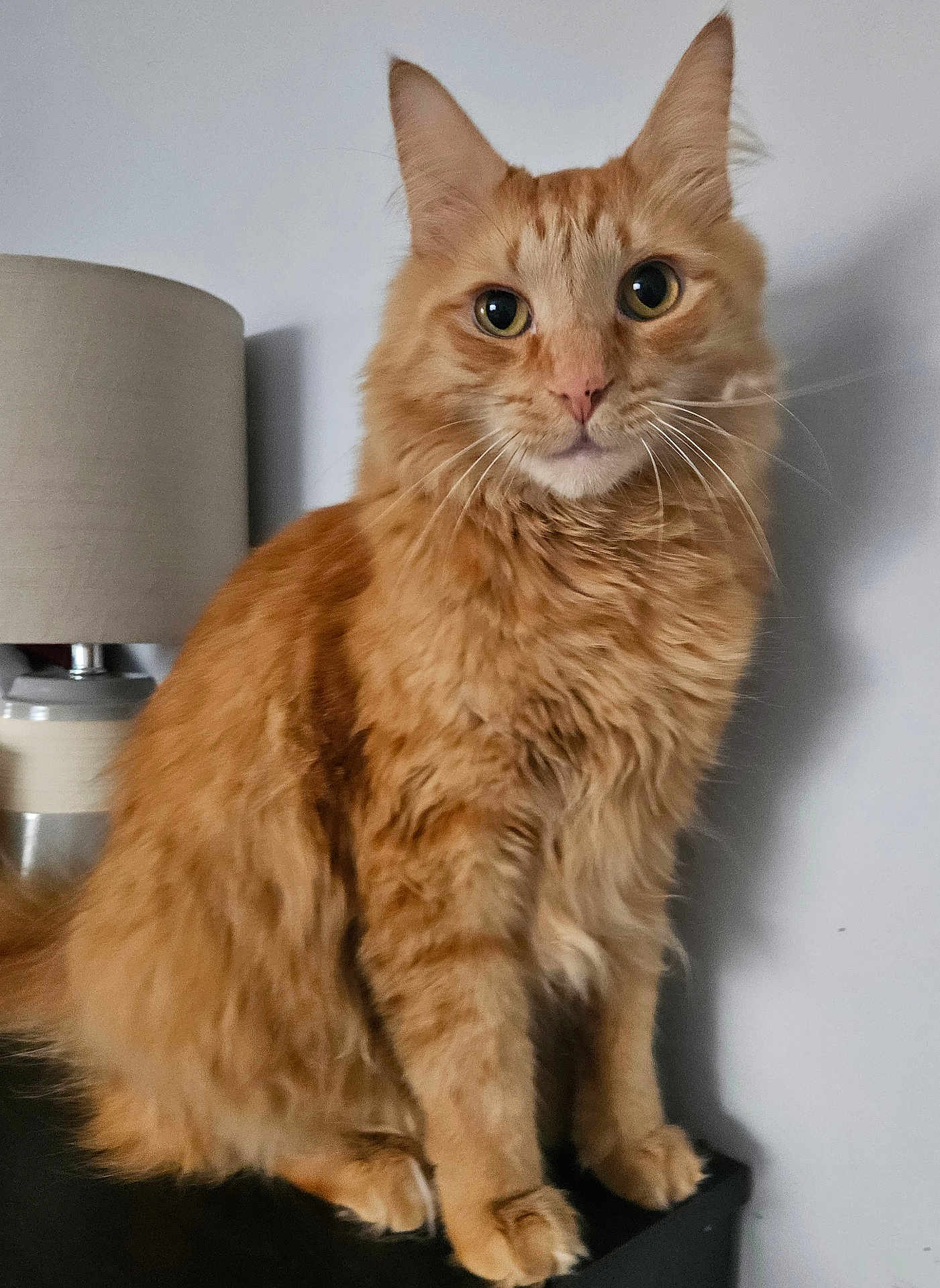 Tygra joined the competition — help win amazing prizes! cat, orange_tabby, fluffy_fur, sitting, indoor, lamp, furniture, curious, whiskers, pet, animal, portrait, closeup, domestic_cat, feline, cute, soft_light, mammal, looking, household