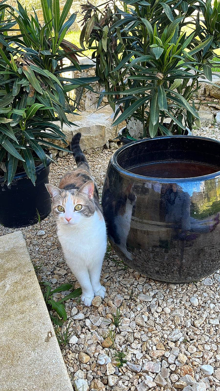 Pamuk a rejoint le concours — aidez-le/la à gagner de superbes lots ! carnivore, cat, domestic_short_haired_cat, felidae, flowerpot, fur, garden, grass, landscaping, plant, road_surface, shrub, sitting, small_to_medium_sized_cats, soil, tail, terrestrial_plant, whiskers, wood, yard