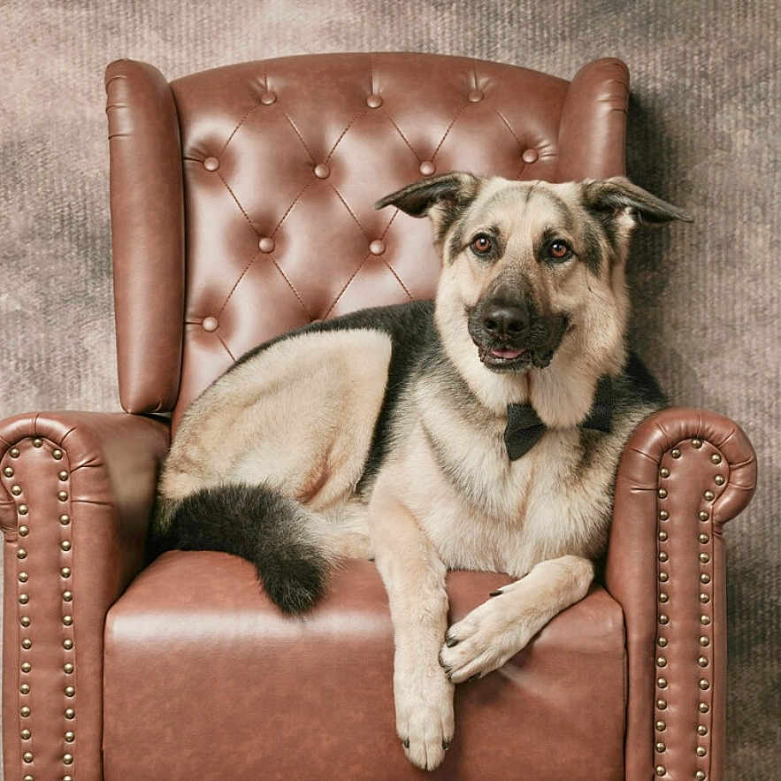 Acel is registered to the contest to win money with this photo: animal, background, bow_tie, brown, canine, cute, dog, ears, fur, furniture, german_shepherd, head, indoor, leather_chair, paw, pet, portrait, relaxed, sitting, studio