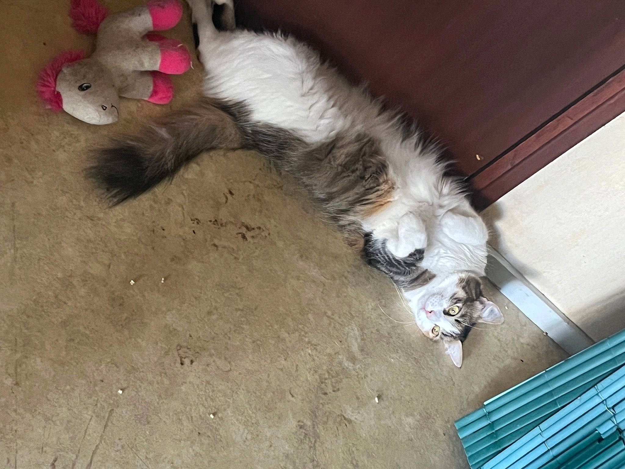 Terreure a rejoint le concours — aidez-le/la à gagner de superbes lots ! carnivore, cat, cat_toy, claw, companion_dog, dog_breed, domestic_short_haired_cat, felidae, flooring, foot, fur, hardwood, human_leg, paw, small_to_medium_sized_cats, tail, terrestrial_animal, whiskers, wood