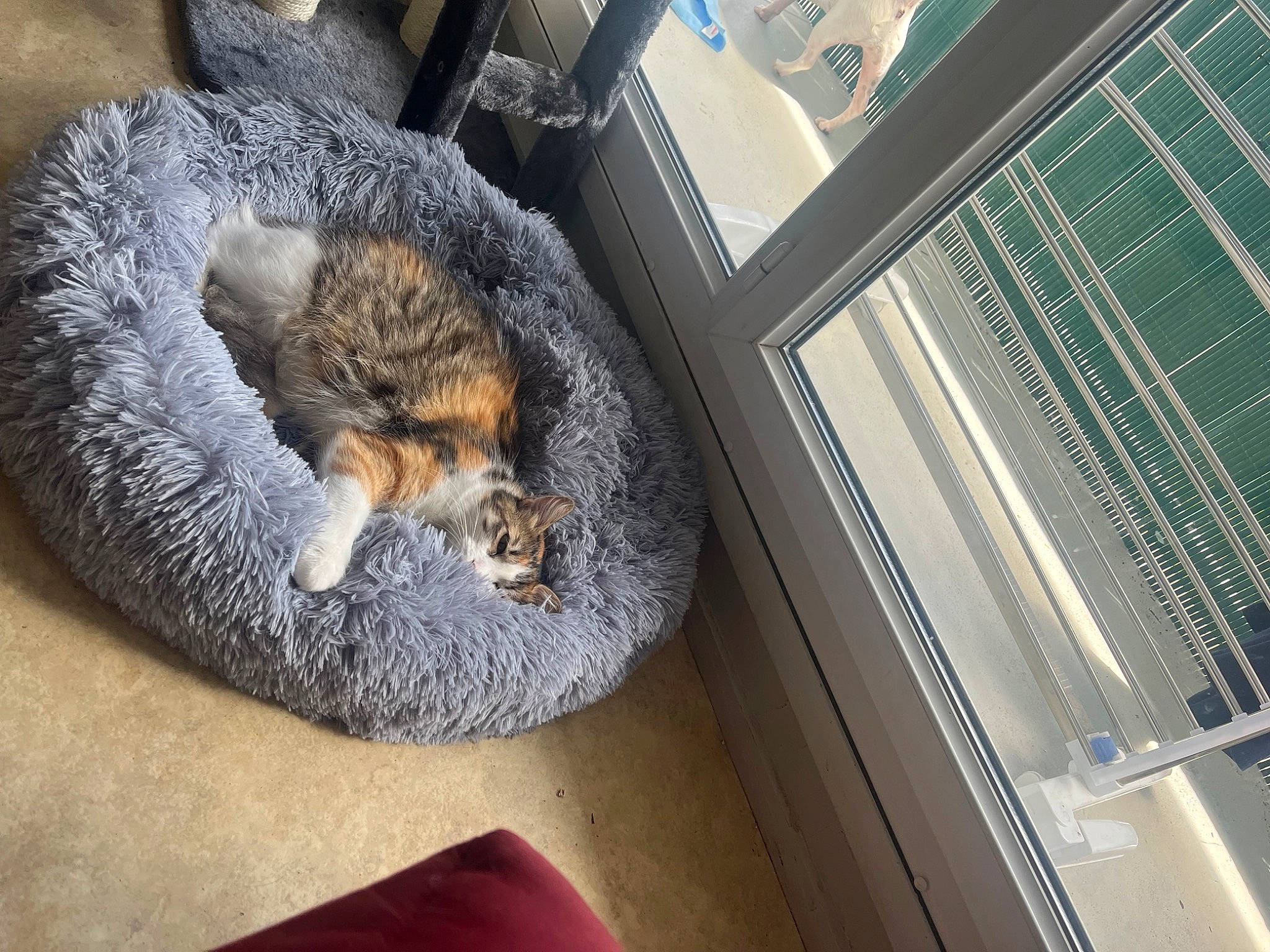 Terreure a rejoint le concours — aidez-le/la à gagner de superbes lots ! canidae, carnivore, cat, claw, comfort, domestic_short_haired_cat, fawn, felidae, fur, mammal, nap, paw, small_to_medium_sized_cats, snout, sporting_group, tail, vehicle_door, vertebrate, whiskers, wood