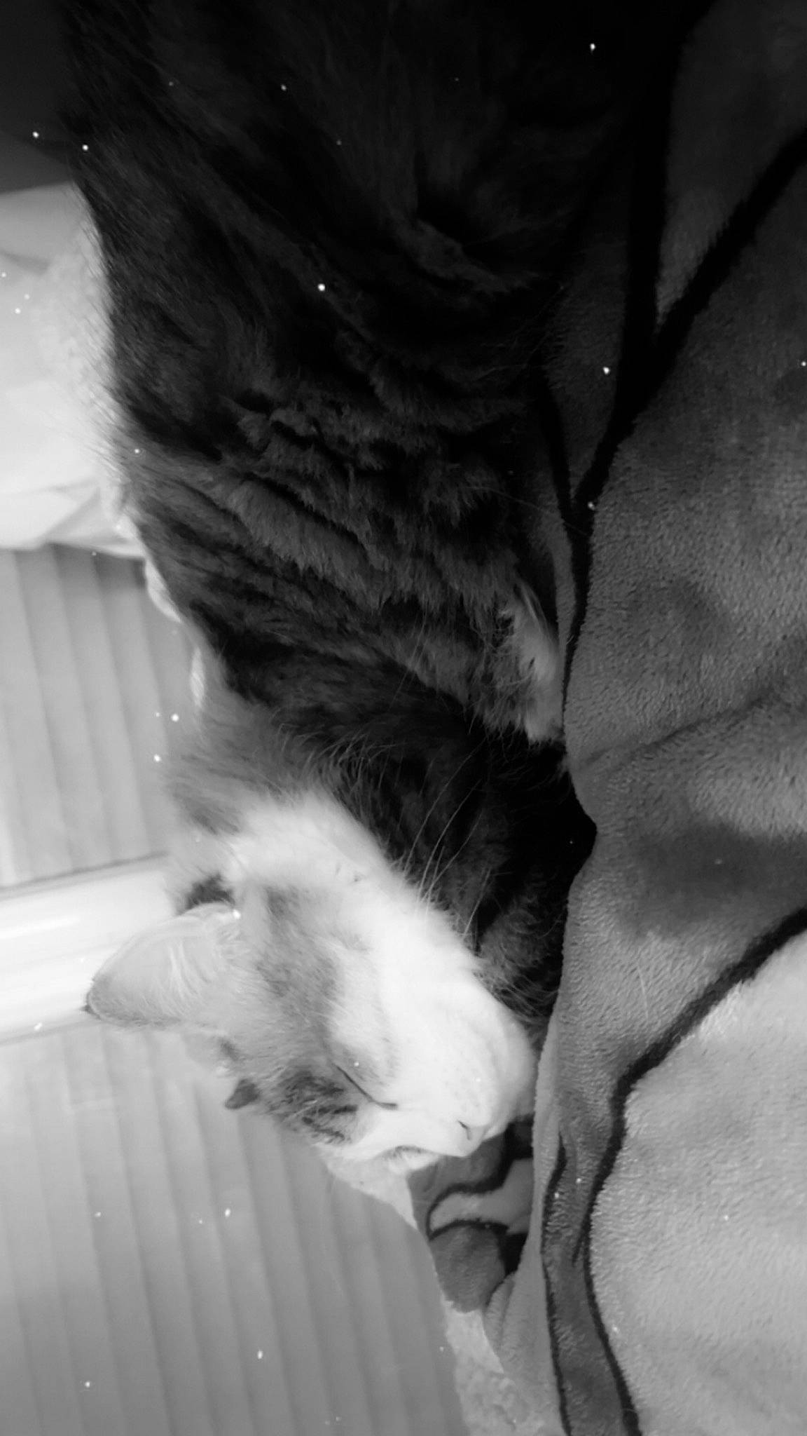 Terreure a rejoint le concours — aidez-le/la à gagner de superbes lots ! black_and_white, carnivore, cat, claw, comfort, darkness, domestic_short_haired_cat, felidae, fur, gesture, grey, human_leg, monochrome, monochrome_photography, paw, small_to_medium_sized_cats, snout, style, tail, whiskers