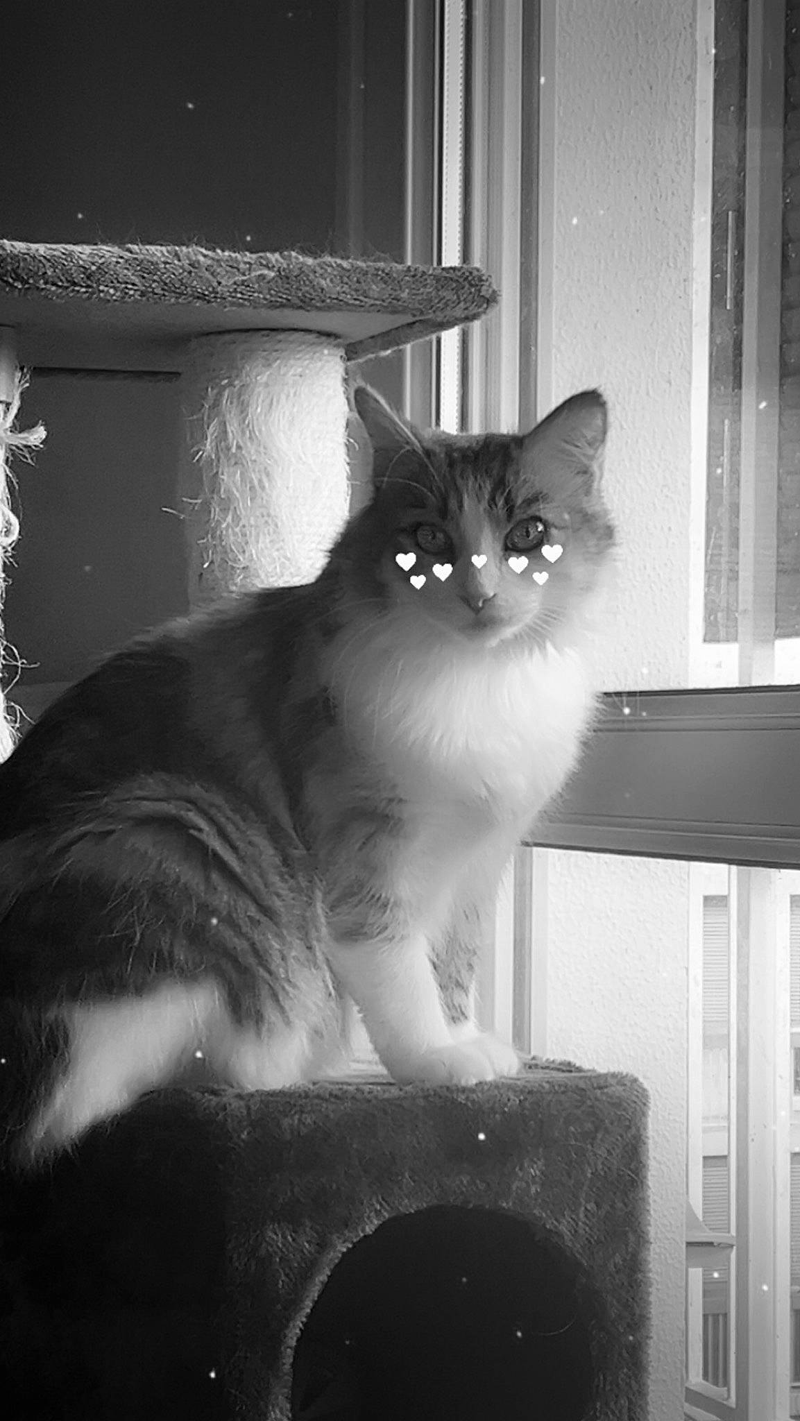 Terreure participe au concours pour gagner de l'argent avec cette photo : black, black_and_white, carnivore, cat, darkness, domestic_short_haired_cat, felidae, fur, grey, monochrome, monochrome_photography, sitting, small_to_medium_sized_cats, snout, stock_photography, style, tail, tints_and_shades, whiskers, window