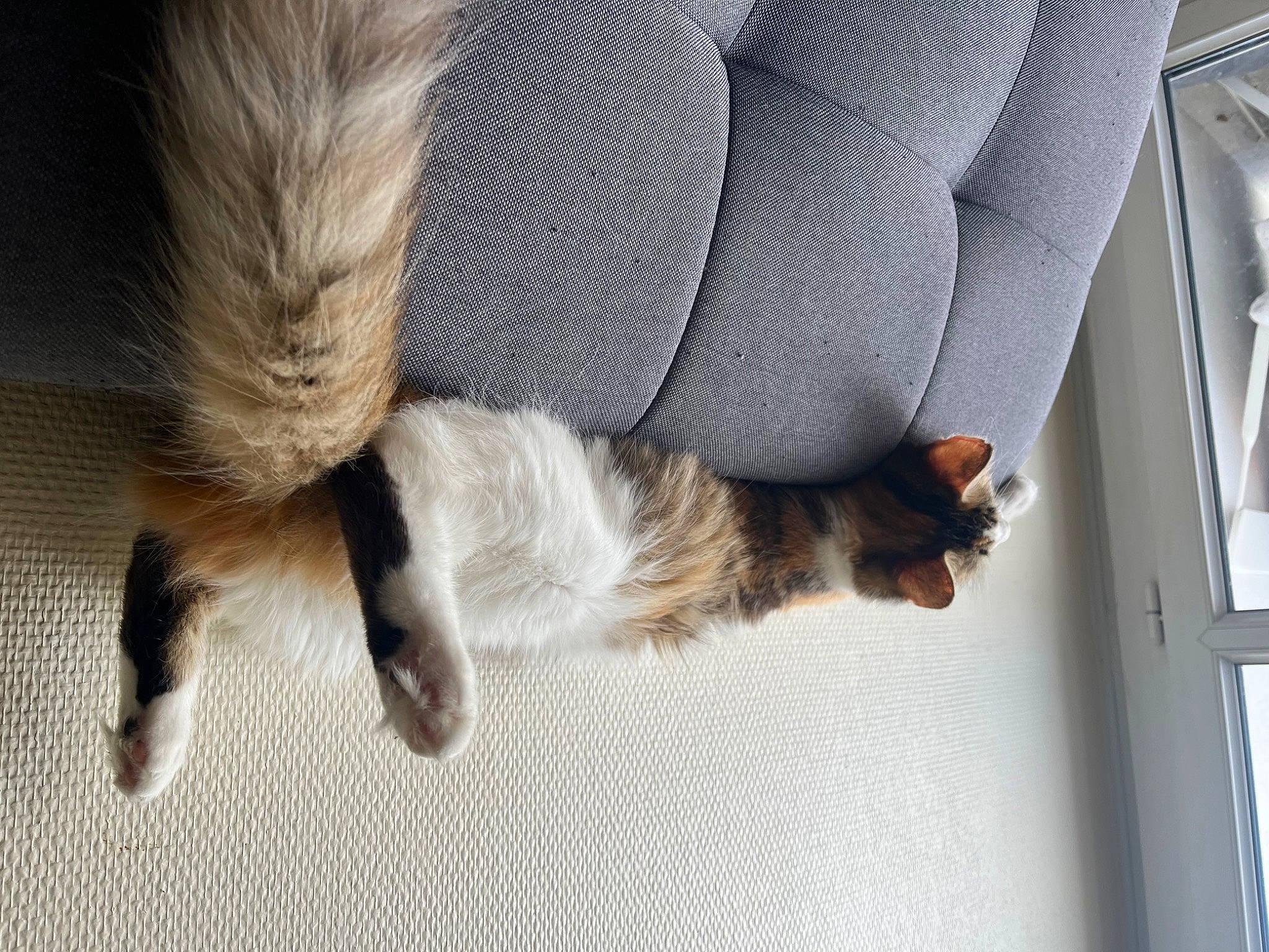 Terreure participe au concours pour gagner de l'argent avec cette photo : carnivore, cat, claw, comfort, fawn, felidae, flooring, foot, fur, grey, human_leg, leg, plant, small_to_medium_sized_cats, snout, sporting_group, tail, thigh, tree, whiskers