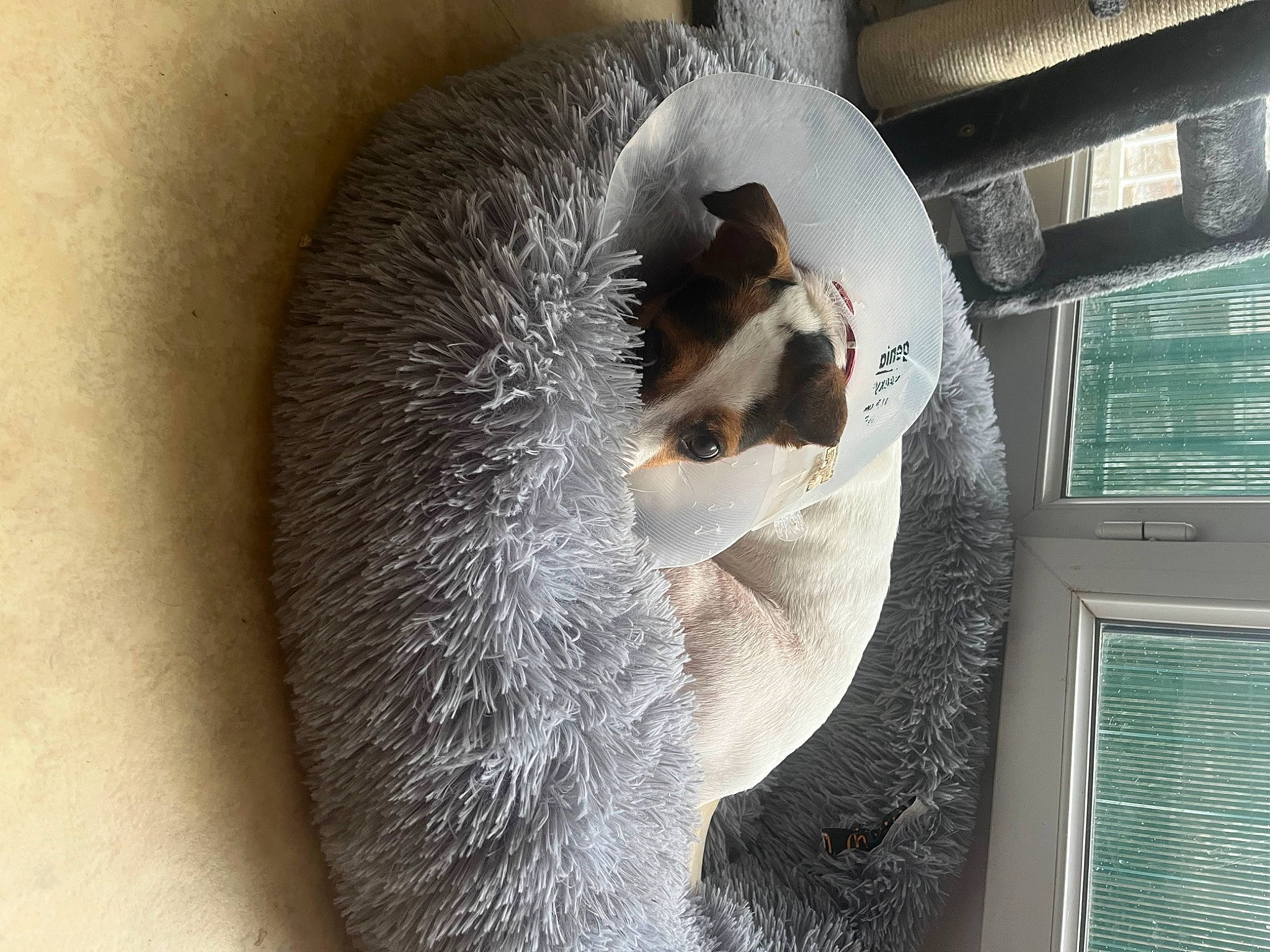 Sya a rejoint le concours — aidez-le/la à gagner de superbes lots ! canidae, carnivore, cat_supply, collar, comfort, companion_dog, dog_breed, fawn, felidae, fur, mammal, pet_supply, small_to_medium_sized_cats, sporting_group, tail, terrestrial_animal, vertebrate, whiskers, working_animal