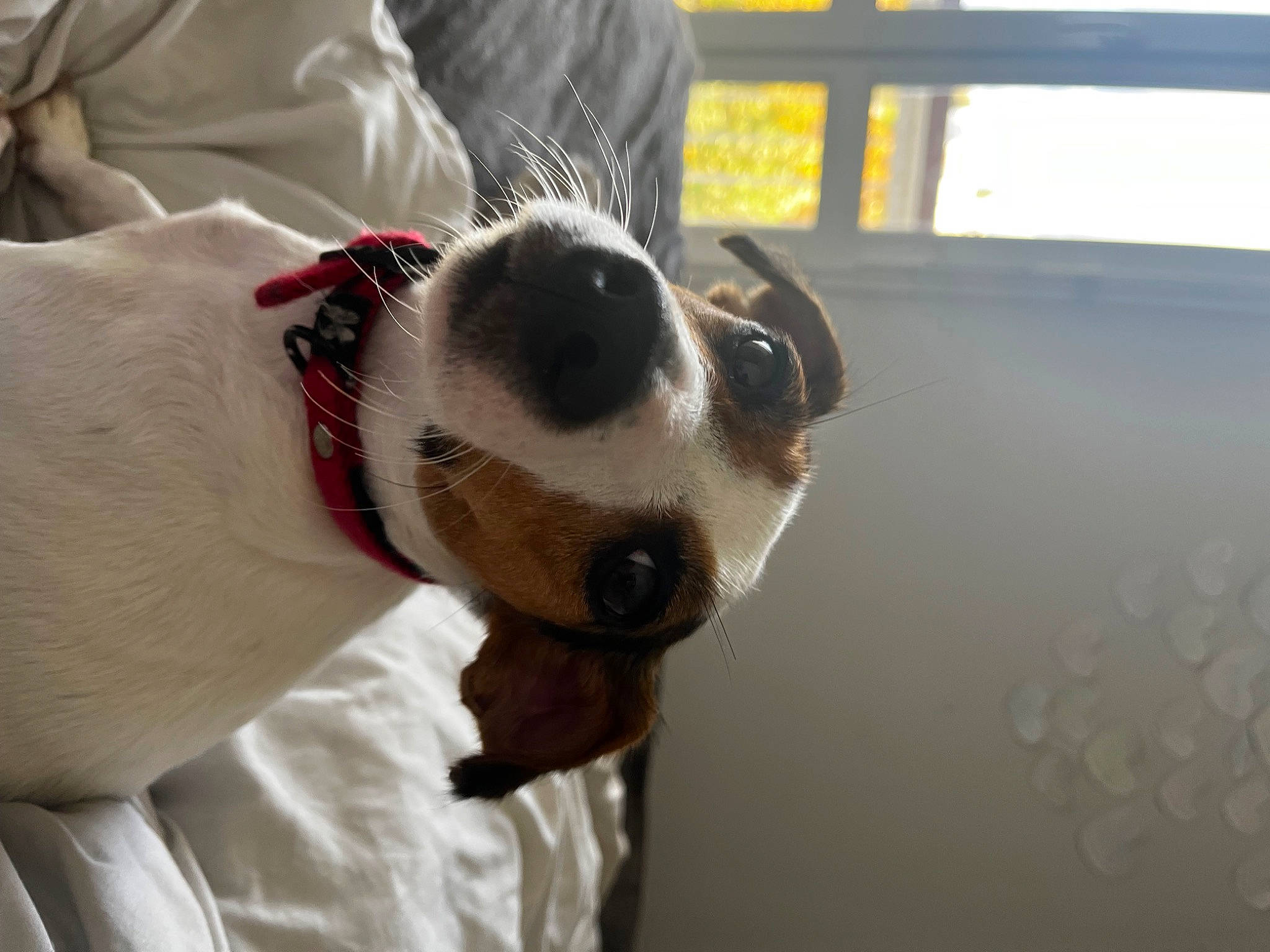 Sya a rejoint le concours — aidez-le/la à gagner de superbes lots ! canidae, carnivore, collar, companion_dog, dog, dog_breed, dog_collar, dog_supply, ear, eyewear, fawn, fur, leash, non_sporting_group, pet_supply, snout, sporting_group, whiskers, window, working_animal