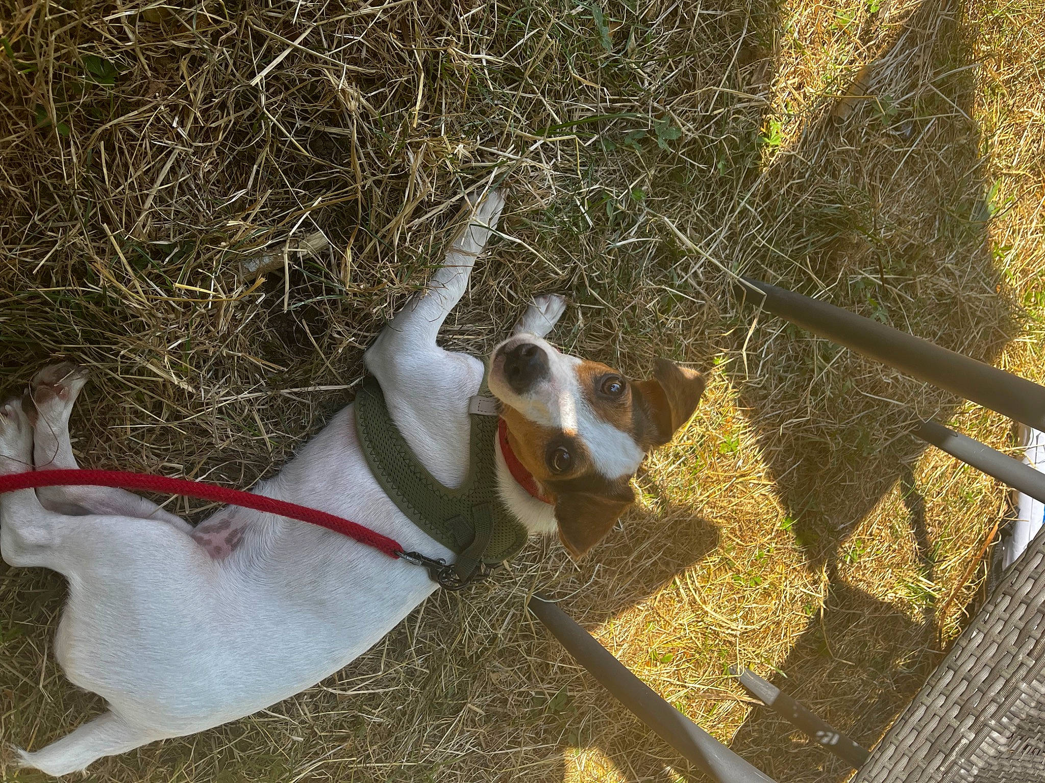 Sya participe au concours pour gagner de l'argent avec cette photo : canidae, carnivore, collar, companion_dog, dog, dog_breed, dog_collar, dog_supply, fawn, fence, grass, mesh, pet_supply, snout, sporting_group, tail, terrestrial_animal, wildlife, wood, working_animal