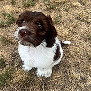 Rex is registered to the contest to win money with this photo: puppy, dog, brown, white, fur, grass, outdoor, cute, pet, animal, young, sitting, looking_up, adorable, fluffy, nature, small, companion, curious, playful